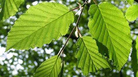 The Guide to British Trees: ID and Facts - Woodland Trust