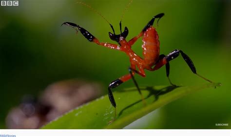 Insect Views: The Kung Fu Mantis (BBC Earth Video) | Boomers Daily