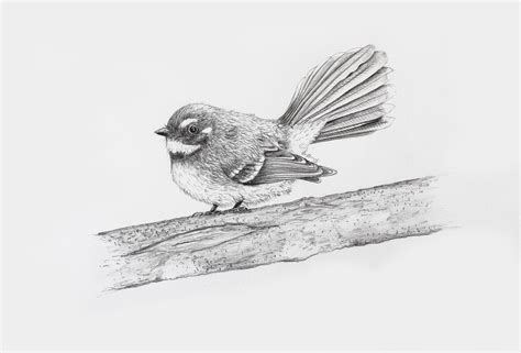 Draw a realistic Fantail using pencil | Joe McMenamin | Skillshare