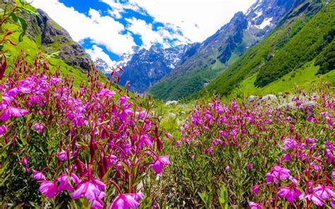 Valley of Flowers from Govindghat ! Best Package with hotel and Guide.