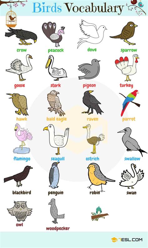 Words Similar To Bird