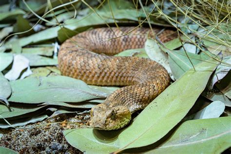 Elapid Snakes | Natural Atlas