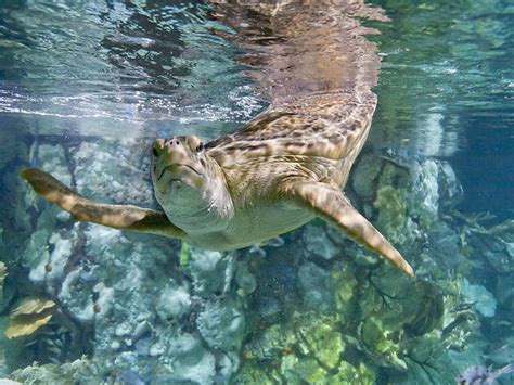 Shedd Aquarium | Chicago, IL | Attractions in Museum Campus, Chicago