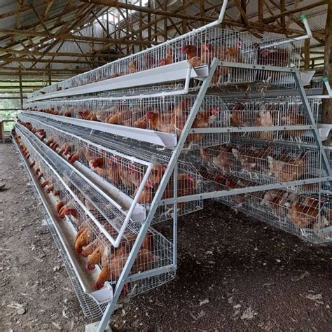 Commercial Chicken Cages For Sale | Layer, Broiler, Brooder