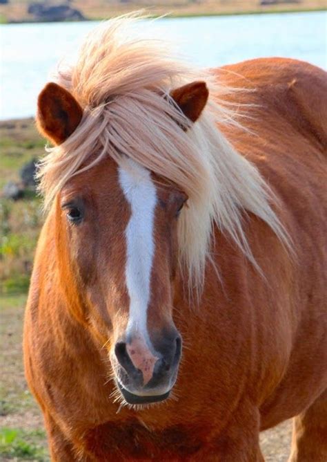 The Icelandic Horse A small breed, with an average height of 13 - 14 hands, they were developed ...