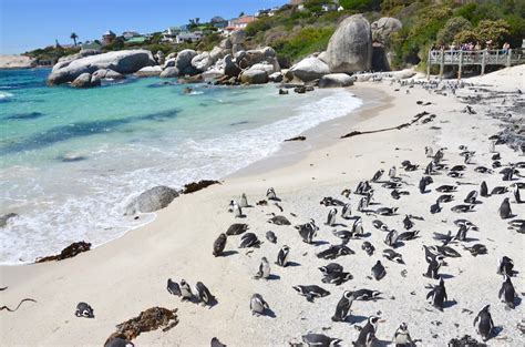 Pinguine am Boulders Beach bei Kapstadt erleben