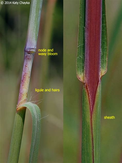 Andropogon gerardii (Big Bluestem): Minnesota Wildflowers