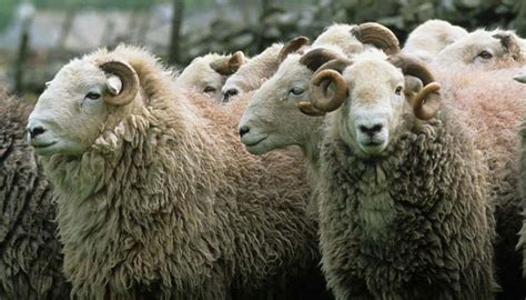 Herdwick Sheep Breed – Everything You Need to Know