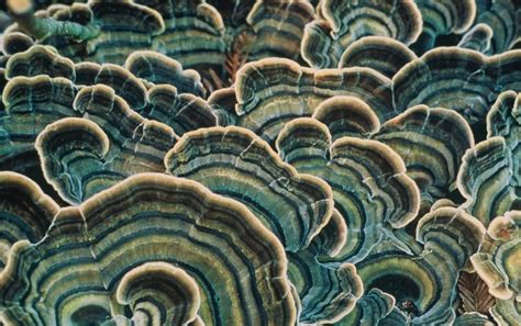 A Poetic, Mind-Bending Tour of the Fungal World - Scientific American