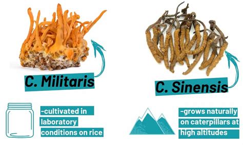 Cordyceps Sinensis Benefits