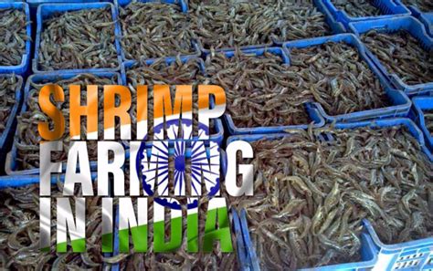 The Aquaculturists: 20/10/2017: Shrimp farming in India