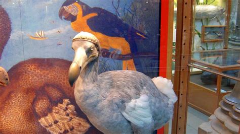 Return of the Dodo? Scientists Hope DNA Discovery to Bring Extinct Bird ...