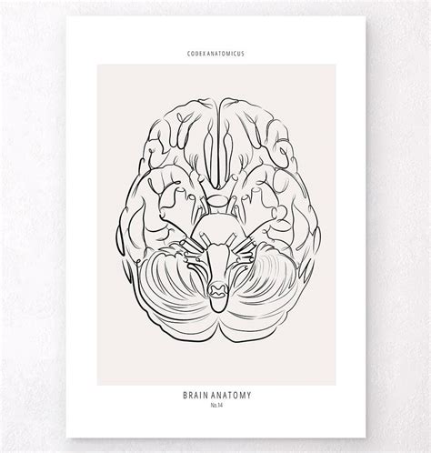 Anatomical brain line art print - Codex Anatomicus