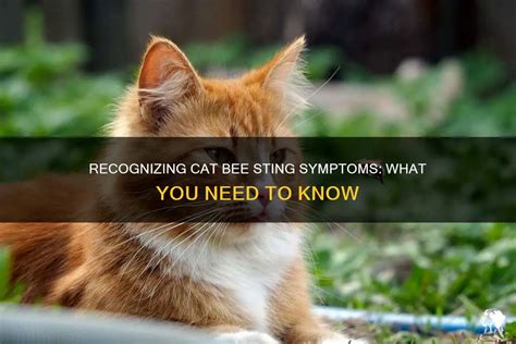 Recognizing Cat Bee Sting Symptoms: What You Need To Know | PetShun