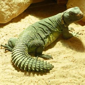 Amazing Reptiles Inhabiting The Sahara Desert – Unique Nature Habitats