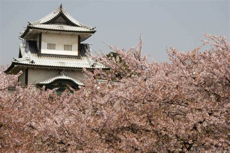 Kanazawa Cherry Blossoms: Best Spots for Sakura Viewing | Japan Cheapo