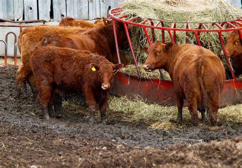 Ontario beef industry tackles slaughter capacity issue | Farmtario