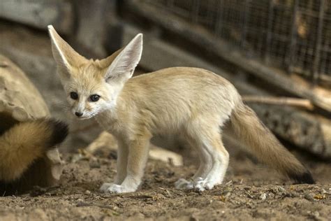 Newborn fennec foxes frolic in Ramat Gan Safari | The Times of Israel