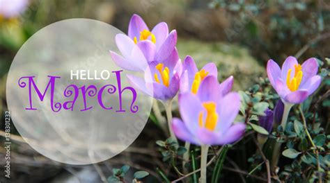 Hello March wallpaper, spring garden background, purple flowers Stock ...