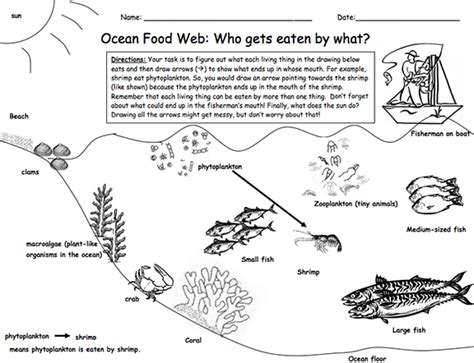 Marine Food Web Worksheet Answer Key – Thekidsworksheet