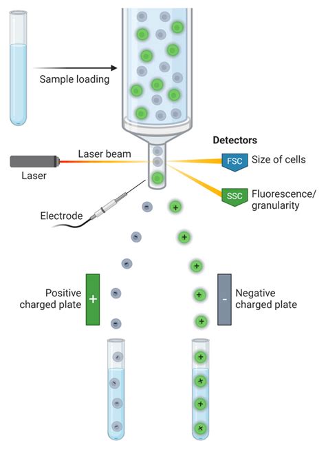 Fluorescence Activated Cell Sorting (FACS) | AAT Bioquest