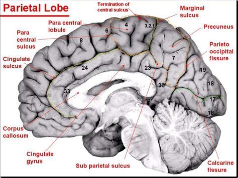 cingulate gyrus top - Google Search | Anatomy, Brain anatomy, Character