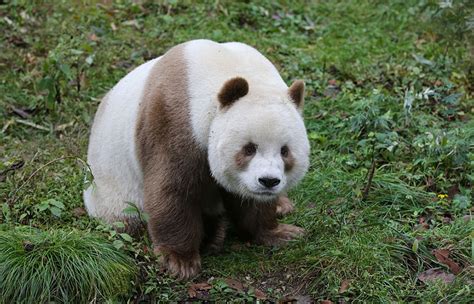 The World’s Only Brown Panda Who Was Abandoned As A Baby, Finally Finds ...