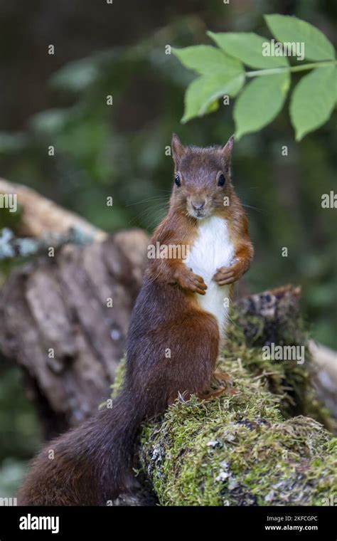 Eurasian red squirrel Stock Photo - Alamy