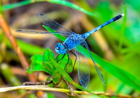 Predatory Dragonflies Can Predict Path of Their Flying Prey | Sci.News