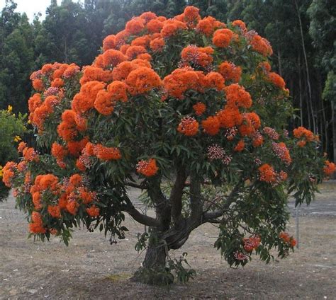 Trees That Bloom Orange Flowers - FLOWERS XMJ