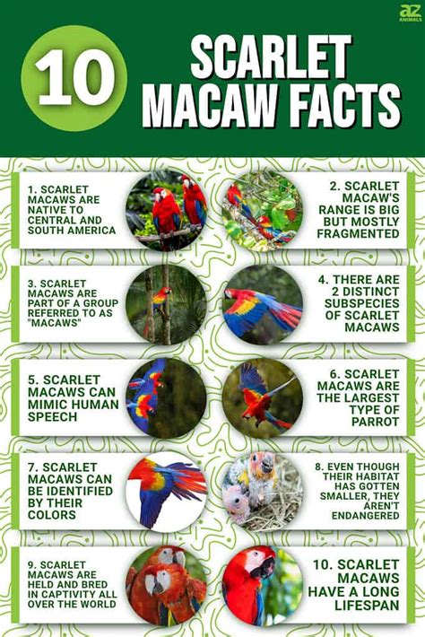 10 Essential Facts About Scarlet Macaws - A-Z Animals