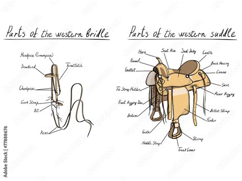 Parts of western saddle and bridle. Horse tack Stock Vector | Adobe Stock