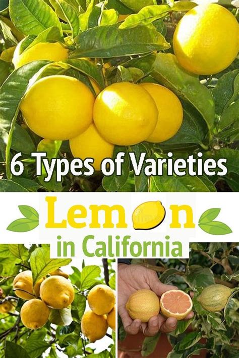 Growing a lemon tree is easy if you know about the variety. Learn about ...