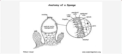 Anatomy of a sponge. | Download Scientific Diagram