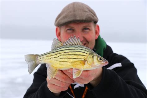 Yellow Bass Fishing Tips - what makes a good fishing