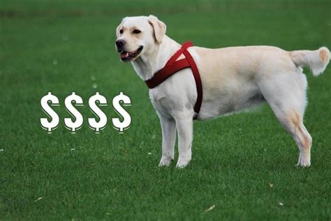 How Much Does a White Labrador Cost? Why Is It So Expensive? - The Labrador Family