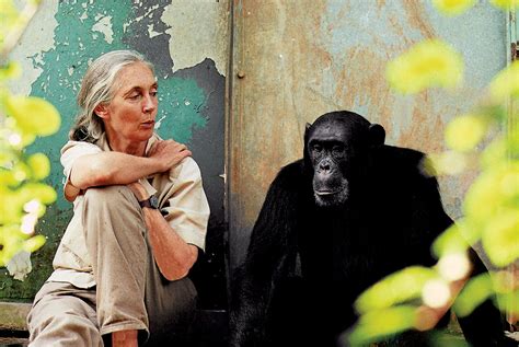 Jane Goodall | Biography, Awards, Institute, Books, & Facts | Britannica