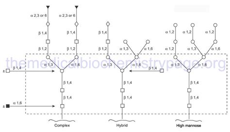 Glycoproteins: Synthesis and Clinical Consequences - The Medical Biochemistry Page