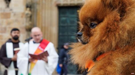 Curious: Pets blessed in front of Osnabrück Cathedral News