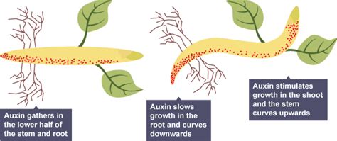 Beccy's Biology Revision 2018: Section 2 j) Specification