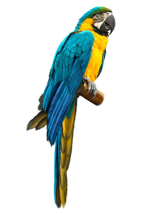 Macaw Parrot, Parrot Bird, Exotic Birds, Colorful Birds, Ara Bleu, Blue Gold Macaw, Bird Breeds ...