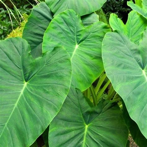 10 Houseplants with Extraordinarily Large Leaves - Huge!