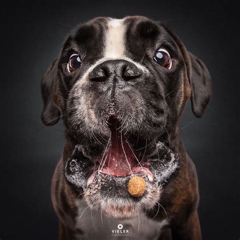 Pet Photography Ideas – Popular Pet Photographers’ Interviews