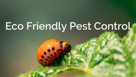 9 Eco Friendly Pest Control Alternatives to Chemical Pesticides | Eco Friendly Income