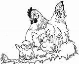 Hen And Chicks Coloring Page  Home sketch template
