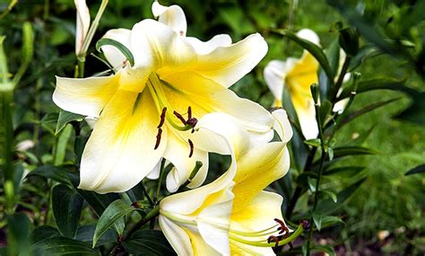 Nine Giant Tree Lily Bulbs | Groupon