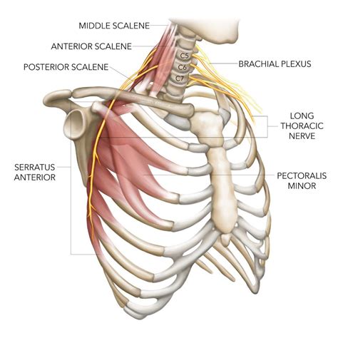 Long thoracic nerve injury: the shortest route to recovery! | Thoracic, Nerve, Human muscle anatomy