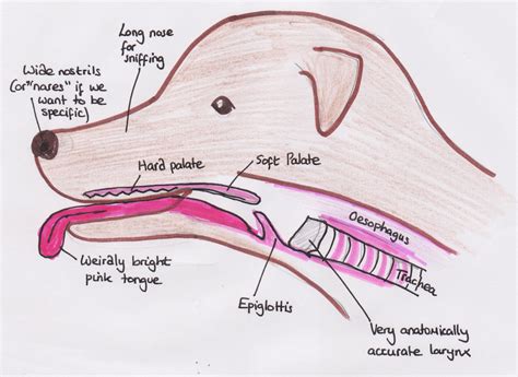 What happened to your dog’s face? | vetstudentmoans