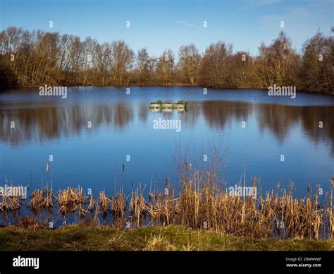 Lake at North Cave Wetlands Nature Reserve in East Yorkshire, England, with reflected trees in ...