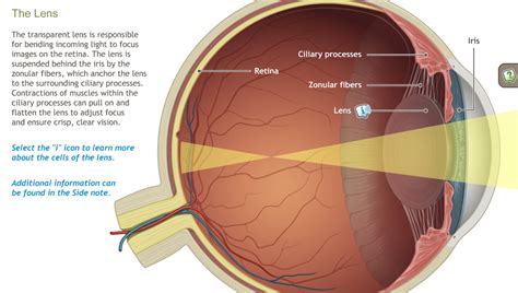 Understanding the Anatomy of the Visual System-A.D.A.M. OnDemand